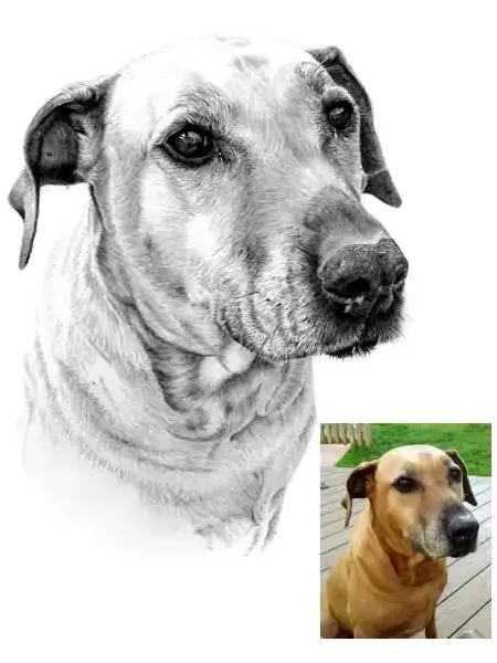Pencil portrait of a large dog with soft eyes and short coat, shown beside the original photo to highlight lifelike accuracy.
