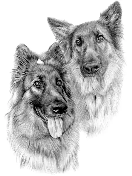 Pencil drawing of two German Shepherds, one lively with tongue out, the other calm and alert, both drawn with lifelike fur detail.