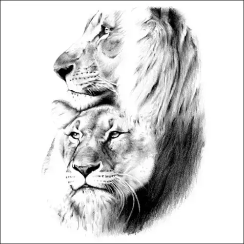 Drawing of heads of a male lion (above, with a prominent mane) and a lioness (below, with a sleeker face and no mane).