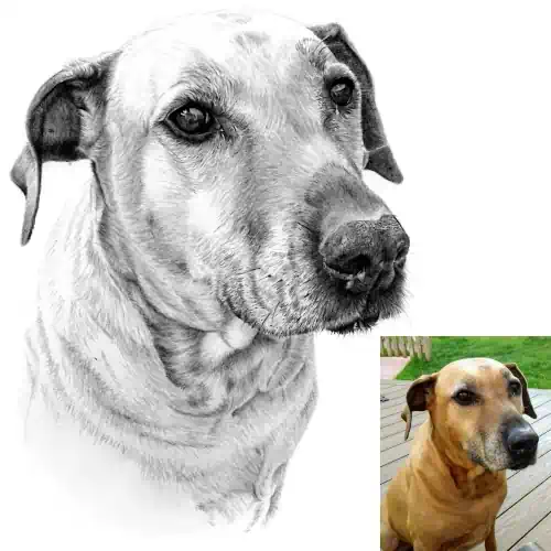Photographs - Hand-drawn pencil portrait of a brown dog beside the reference photo, showing fine detail, lifelike shading, and soulful expression.