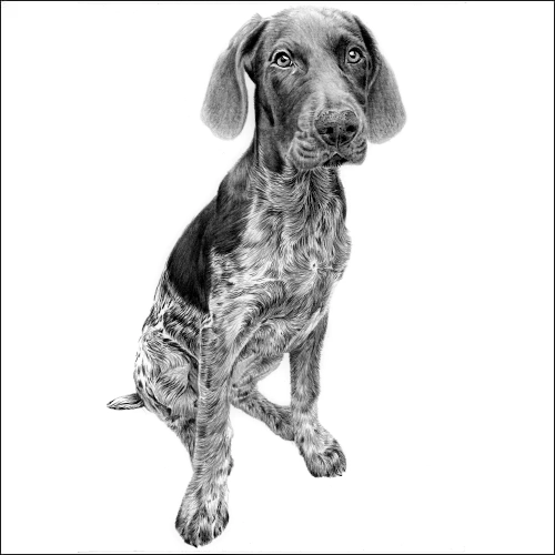 Detailed pencil drawing of a young dog, likely a German Wirehaired Pointer or a similar breed, given its wiry coat and expressive eyes. The artist has masterfully captured the texture of the dog’s fur, from the coarse, wavy areas on the body and legs to the smoother fur on the face and ears. The dog is sitting attentively, looking slightly upwards with a gentle, inquisitive expression.