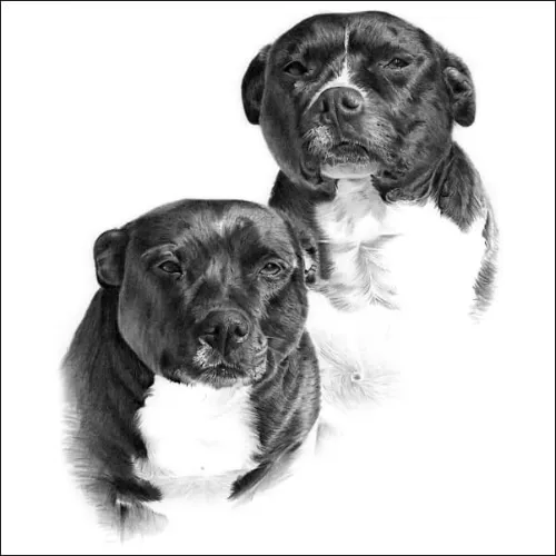 Drawings of Dogs - Realistic pencil portrait of two Staffordshire Bull Terriers, capturing their loyal nature and unique features with fine detail and gentle shading.