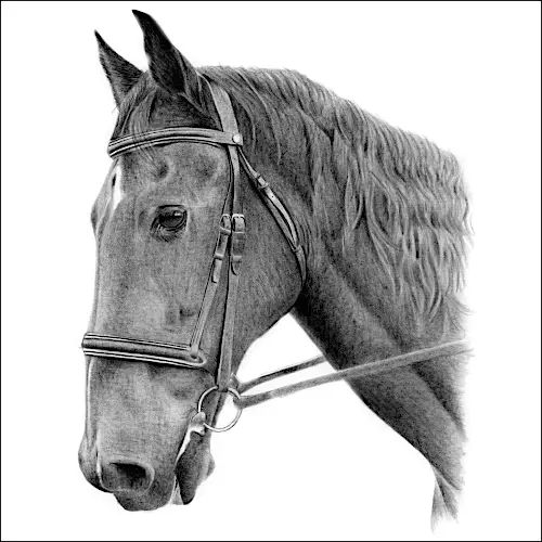 Drawings of Horses - Warmblood Horse in Bridle