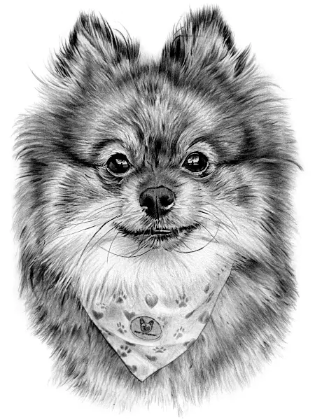 Pencil portrait of a fluffy Pomeranian wearing a patterned bandana, drawn with rich texture and full of charm and character.