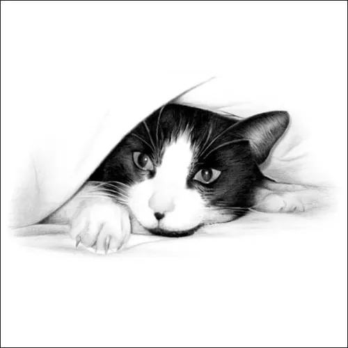 Pencil drawing of a charming black and white cat nestled beneath a soft blanket, peeking out with an expression of relaxed curiosity. The artist has expertly captured the feline's gaze, with beautifully detailed eyes that draw the viewer in and give the portrait a sense of intimacy and warmth.