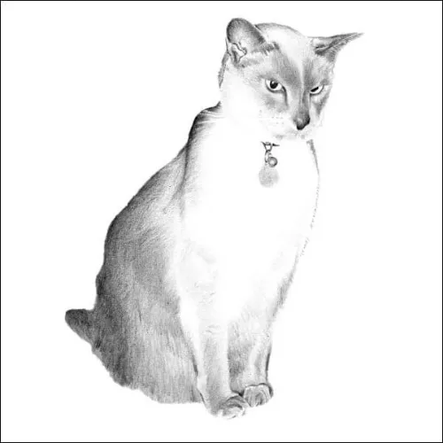 Cat Drawings - Detailed pencil portrait of a sleek, short-haired cat with upright posture and alert eyes, wearing a collar and sitting gracefully.
