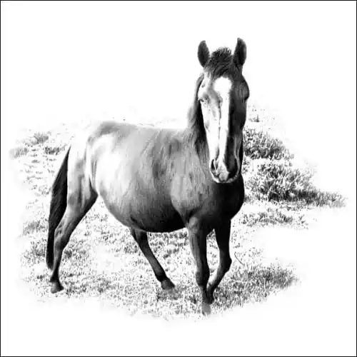 Pencil drawing depicts a graceful horse standing in a slightly turned pose, gazing directly at the viewer. The artist has paid careful attention to the horse's proportions and musculature, capturing its strength and elegance with remarkable precision. The horse's stance is natural and poised, suggesting both confidence and gentleness.