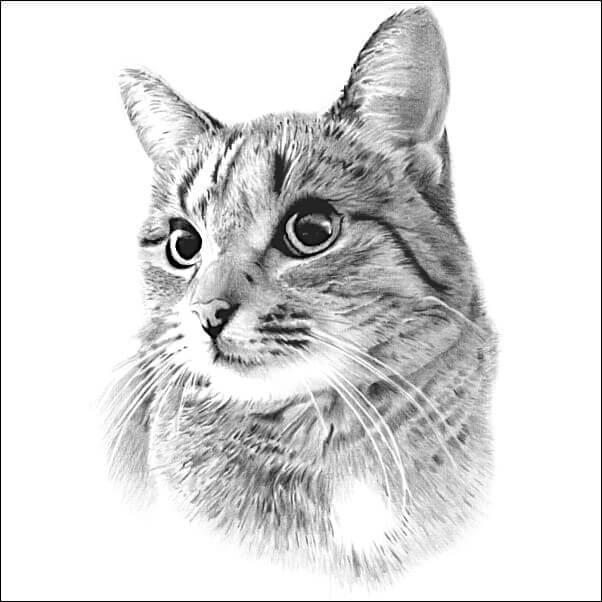 Cat Drawings Realistic pencil portrait of a tabby cat with bright expressive eyes and detailed fur, drawn in soft shading on a white background.