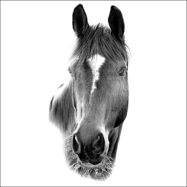 Drawings of Horses Pencil portrait of a horse with a white blaze, facing forward with calm expression, detailed shading and fine hair texture.