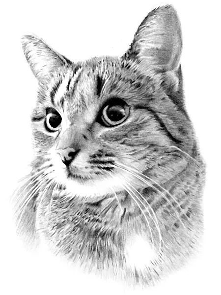 Pencil drawing of a short-haired tabby cat with alert eyes, soft stripes, and white chest, captured in lifelike detail and texture.