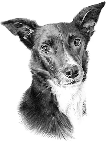 Pencil portrait of an alert Border Collie with upright ears and expressive eyes, drawn with fine detail and soft realistic shading.