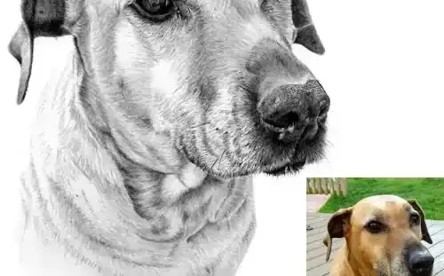 Photographs - Drawing of a Dog with the Original Photograph