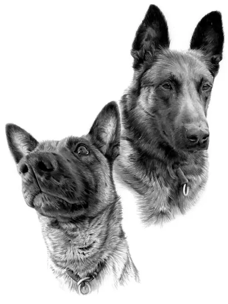 Pencil portrait of two German Shepherds with upright ears and expressive faces, one alert and one calm, shown side by side.