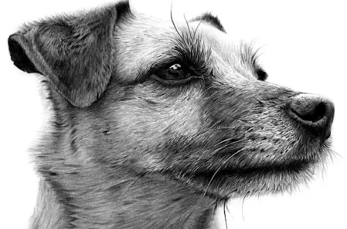 Drawings of Dogs