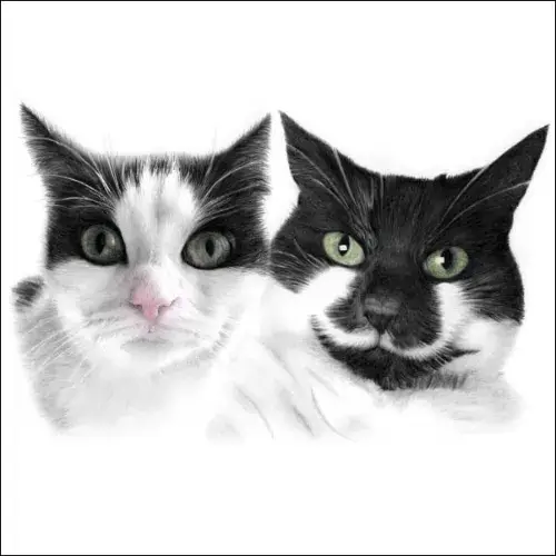 Pencil portrait of two black and white cats side by side, facing forward, with detailed fur texture and bright green eyes. Pencil portrait of two black and white cats side by side, facing forward, with detailed fur texture and bright green eyes.