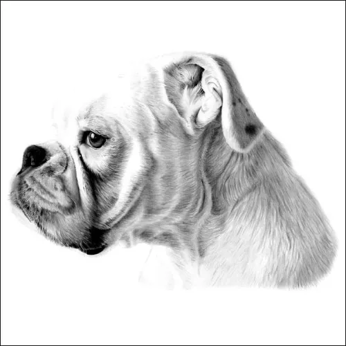 Drawing from a Photo of a Boxer Dog.