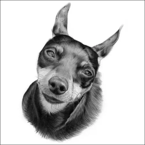 Realistic pencil portrait of a dog with a tilted head and alert ears, finely shaded fur and soft tonal detail on a plain background.
