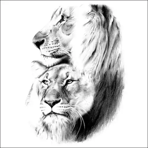 Animals Pencil Portrait of Two Lion's Heads