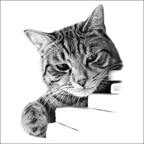 Cats Drawings of Animals featuring Cats