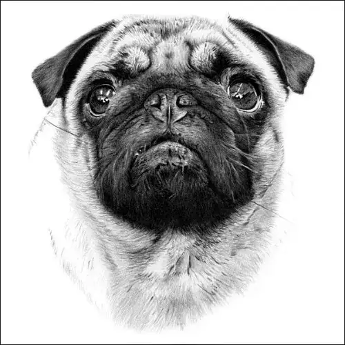 Highly Detailed Pencil Portrait of a Pug with an Expressive Face Detailed pencil portrait of a pug facing forward, showing expressive eyes, wrinkled face and soft shading on a plain background.
