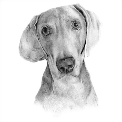 Dogs Pencil Drawing of a Dog