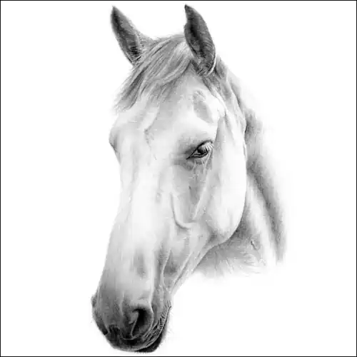 Horses Drawing of a Horses Head