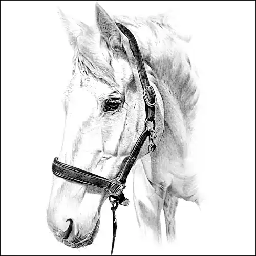 Pencil Portrait of a Horse