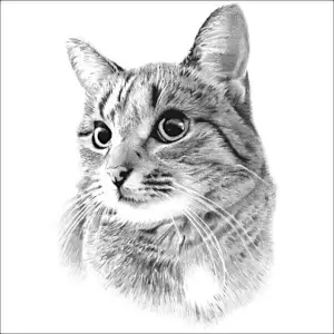 Drawings of Cats Detailed drawing of a Tabby Cat with Expressive Eyes.