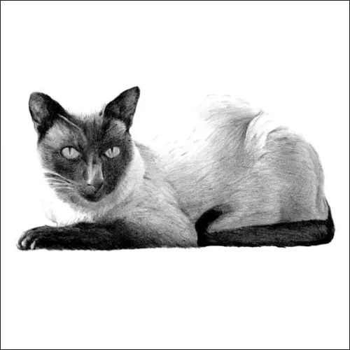 Pencil portrait of a Siamese-type cat lying down, dark facial markings and shaded body, relaxed pose on a plain background.