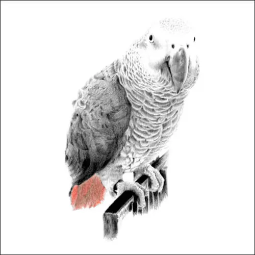 Pencil portrait of an African grey parrot perched on a bar, detailed feather texture and subtle red tail feathers.