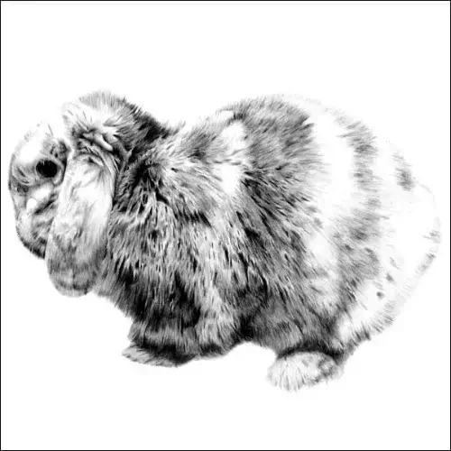 Detailed Pencil Portrait of a Lop-Eared Rabbit in a Resting Pose Pencil portrait of a lop-eared rabbit sitting in profile, with detailed textured fur and soft shading on a plain background.
