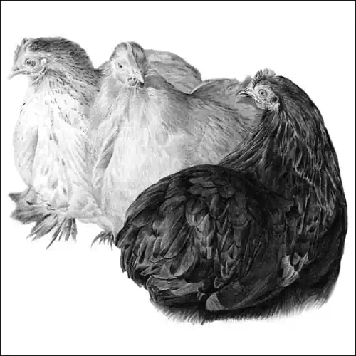 Drawings of Animals Drawings of Chickens