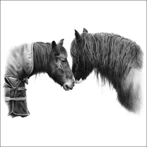 Animal Drawings | Drawings of Horses
